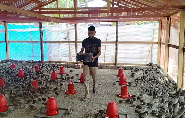 নাহিদের ফার্ম দেখে এলাকার অনেক বেকার যুবক কোয়েল পালনে আগ্রহী হচ্ছেন। ছবি: আব্দুস সালাম আরিফ