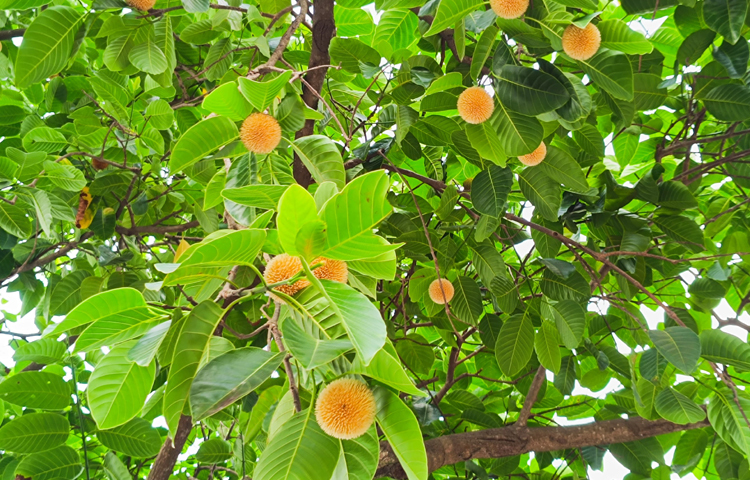 গাঢ় সবুজ পাতার ফাঁকে শোভা পাচ্ছে সাদা-হলুদ বর্তুলাকার কদম ফুল। ছবি: এম মাঈন উদ্দিন