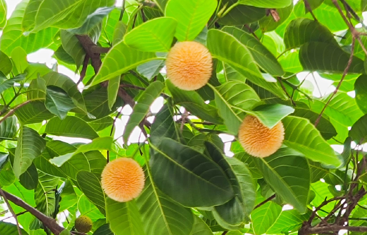 তীব্র গরমে কদমের সুবাসে মিলছে প্রশান্তির ছোঁয়া। ছবি: এম মাঈন উদ্দিন