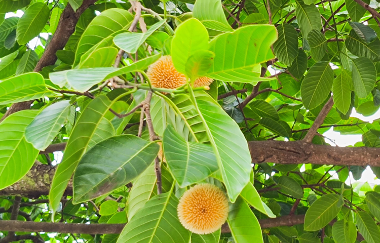 এমন দহনদাপট গ্রীষ্মে বাদলদিনের ফুলের আগমন যেন স্বস্তির বার্তা বহন করছে। ছবি: এম মাঈন উদ্দিন