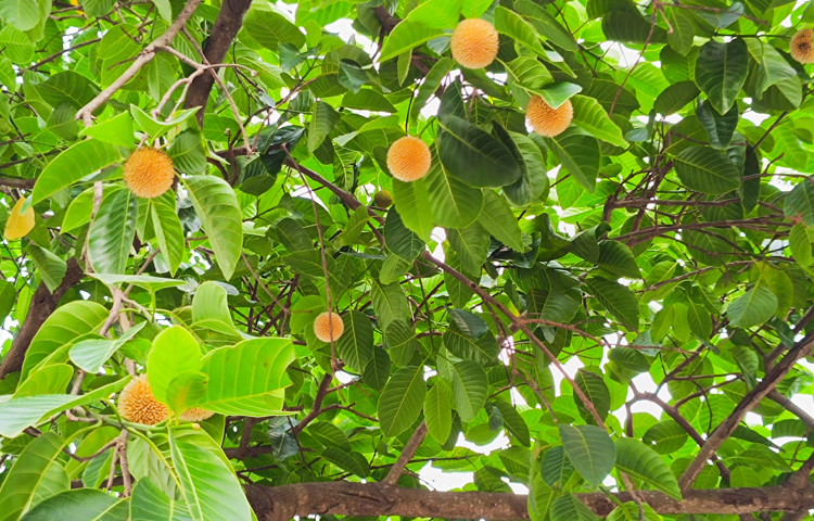 মিরসরাই উপজেলার মায়ানী এলাকায় গাছে শোভা পাচ্ছে কদম ফুল। ছবি: এম মাঈন উদ্দিন