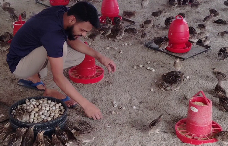 প্রতিদিনই এ কোয়েল ফার্ম দেখতে স্থানীয়সহ অনেকেই আসেন। অনেকে নাহিদের কাছ থেকে পরামর্শ নিয়ে বাচ্চা সংগ্রহ করে কোয়েল পালনে উদ্বুদ্ধ হচ্ছেন। ছবি: আব্দুস সালাম আরিফ