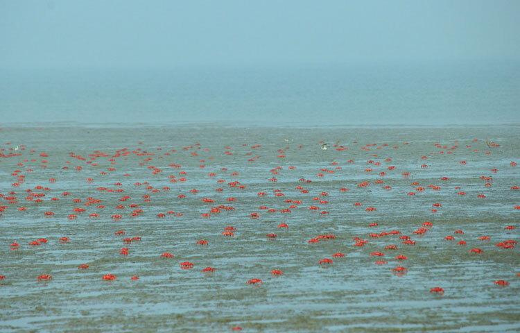 কুয়াকাটার আবাসিক হোটেল-মোটেল ও রিসোর্ট পরিচালকদের সঙ্গে কথা বলে জানা যায়, কুয়াকাটায় থাকা প্রায় দুইশর বেশি প্রথম শ্রেণির আবাসিক হোটেল-মোটেলে অক্টোবরের ১-৩ তারিখের রুমগুলো শতভাগ বুকিং হয়েছে। দ্বিতীয় ও তৃতীয় শ্রেণির হোটেলগুলোতে এখনো পর্যন্ত ৭০-৮০ শতাংশ হোটেল বুকিং হলেও পুরোপুরি বুকিং হওয়ার আশায় তারা।