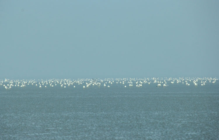 ট্যুরিস্ট পুলিশ কুয়াকাটা রিজিয়নের সহকারী পুলিশ সুপার হাবিবুর রহমান বলেন, লম্বা এই ছুটিকে কাজে লাগিয়ে কুয়াকাটায় বাড়তি চাপ সামলাতে ট্যুরিস্ট পুলিশ, উপজেলা প্রশাসন, থানা পুলিশের সম্মিলিতভাবে বাড়তি প্রস্তুতি নেওয়া হয়েছে।