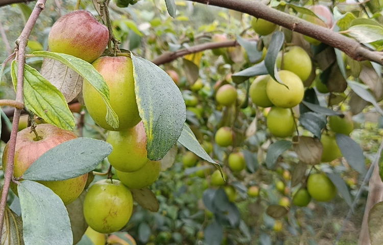 এরপর তারা ১২ একর জমিতে বরই চাষ করেন। আপেলের মতো দেখতে লাল টুকটুকে বরই শোভা পাচ্ছে বাগানে। প্রচুর বরই ধরায় বাগানটি নেট দিয়ে ঘিরে দেওয়া হয়েছে। এরই মধ্যে বাগানের গাছ থেকে বরই তুলে বিক্রি করা হচ্ছে। ৪ হাজার টাকা মণ দরে বিক্রি হচ্ছে। তারা আশা করছেন, চলতি মৌসুমে ৬০০ মণ বরই বিক্রি করবেন। ছবি: আয়শা সিদ্দিকা আকাশী