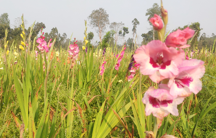 কুড়িগ্রাম সদর উপজেলার কাঁঠালবাড়ি ইউনিয়নের তালুক কালোয়া গ্রামে বাণিজ্যিকভাবে দক্ষিণ আফ্রিকার গ্লাডিওলাস ফুল চাষ শুরু করেছেন কৃষক মো. নুরবখত আলী। ছবি: জাগো নিউজ
