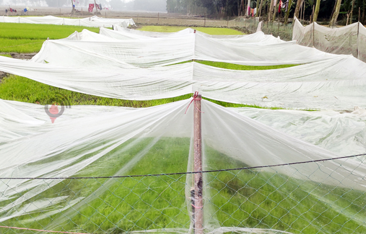 তীব্র শীতে বোরো আবাদ নিয়ে দুশ্চিন্তায় পড়েছেন কৃষকরা। শিশির থেকে রক্ষা পেতে অনেকে সাদা পলিথিন দিয়ে ঢেকে রাখছেন বীজতলা। এমন পরিস্থিতিতে জমিতে চারা রোপণের সাহস পাচ্ছেন না কৃষকরা। ছবি: ফজলুল করিম ফারাজী