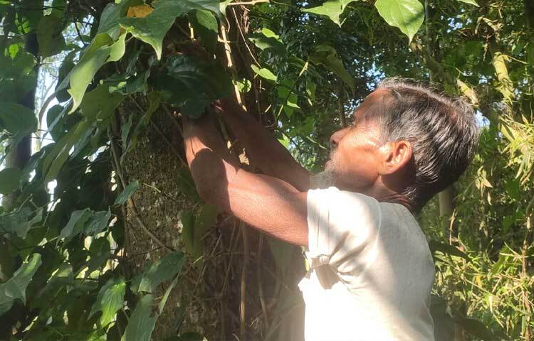 সার ও কীটনাশক ছাড়া সামান্য পরিচর্যায় চাষাবাদ করা যায় বলে দিন দিন চুই ঝাল চাষে আগ্রহ বাড়ছে কৃষকদের।