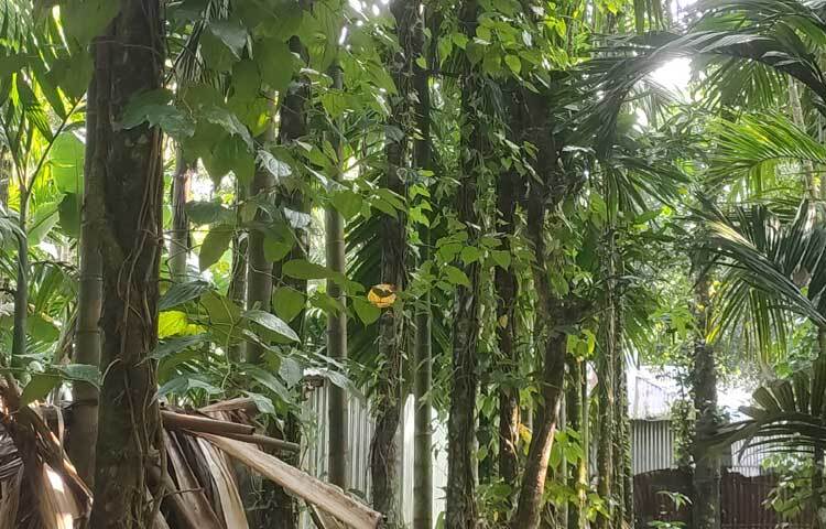 চাকিরকুঁটি গ্রামটি বর্তমানে চুইঝালের গ্রাম নামে পরিচিত। এ গ্রামে প্রত্যেক কৃষকের বাড়িতে এর আবাদ হচ্ছে।