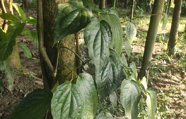 কুড়িগ্রামের নাগেশ্বরী, ফুলবাড়ি, রাজারহাট ও ভুরুঙ্গামারী উপজেলায় ১৪ হেক্টর জমিতে এর চাষ হচ্ছে। এ ছাড়া অন্য উপজেলায় বিক্ষিপ্ত ভাবে চাষ হচ্ছে।