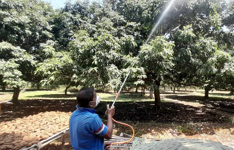 এ বছর প্রতিটি গাছে রেকর্ড পরিমাণ মুকুল এসেছিল। মুকুল থেকে গুটিও বেশ ভালো হয়েছিল। তাই এবার চাষিরা লিচুর ভালো ফলনের আশায় বুক বেঁধেছিলেন। ছবি: শেখ মহসীন