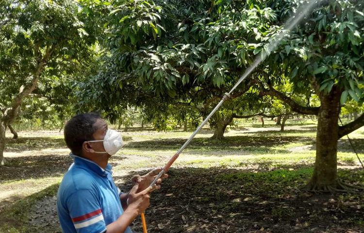 কিন্তু গত ২৮ মার্চ থেকে ২৩ এপ্রিল পর্যন্ত অনাবৃষ্টি ও টানা তাপদাহে লিচুর গুটি ঝরে পড়ছে। তাই লিচু চাষিদের স্বপ্নভঙ্গের আশঙ্কা দেখা দিয়েছে। ছবি: শেখ মহসীন