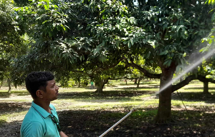 এ গুটি বড় হয়েই লালচে রং ধারণ করবে এবং পাকতে শুরু করবে। কিন্তু এ বছর প্রচণ্ড দাবদাহে লিচুর এসব সবুজ গুটি ঝরে পড়ছে। ছবি: শেখ মহসীন