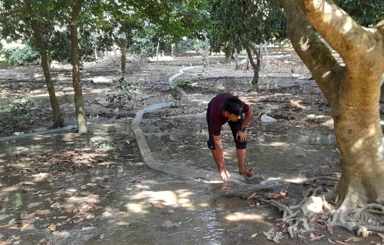 আর মাত্র ২০ দিনের মধ্যেই মোজাফ্ফর জাতের দেশি লিচু পাকার সম্ভাবনা রয়েছে। এবার প্রচণ্ড খরায় লিচুর গুটি শুকিয়ে যাওয়ায় আকার ছোট হতে পারে। একই সঙ্গে নির্ধারিত সময়ে লিচু না পাকার আশঙ্কাও করছেন চাষিরা। ছবি: শেখ মহসীন