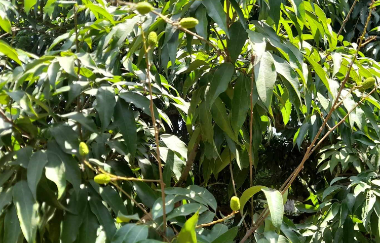 রসালো ও সুস্বাদু লিচু উৎপাদনের জন্য বিখ্যাত ঈশ্বরদীতে বৈশাখের মাঝামাঝিতে গাছে মুকুল আসে এবং চৈত্র মাসে মুকুল থেকে লিচুর সবুজ গুটি দেখা যায়। এখন লিচু গাছের দিকে তাকালেই চোখে পড়ে মার্বেলের মতো সবুজ গুটি।  ছবি: শেখ মহসীন