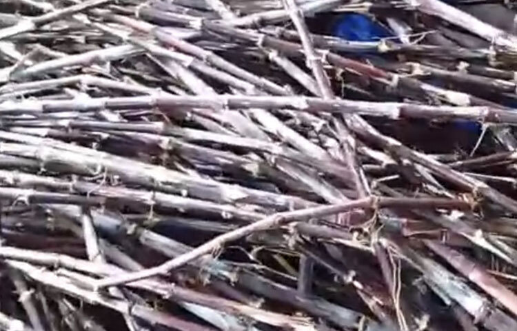 আলফাডাঙ্গা উপজেলা কৃষি কর্মকর্তা তুষার সাহা বলেন, ‘খাদিজা বেগমকে শুরু থেকেই বিভিন্ন ধরনের পরামর্শ ও কারিগরি সহায়তা দেওয়া হয়েছে। তার সাফল্য এলাকার জন্য দৃষ্টান্ত। তার দেখাদেখি অনেক নারী কৃষিকাজে এগিয়ে আসবেন বলে আশা করি। তার পরিশ্রম ও উদ্ভাবনী ক্ষমতা প্রমাণ করে, সঠিক সুযোগ ও ইচ্ছাশক্তি থাকলে নারীরাও যে কোনো ক্ষেত্রে সফল হতে পারেন।’