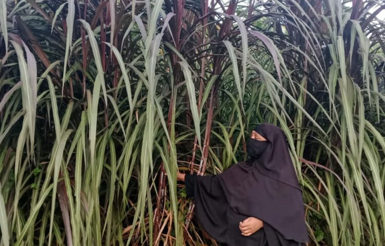 শুরুর দিকে ঘাসের রস থেকে পরীক্ষামূলকভাবে গুড় তৈরি করেন। এ গুড় তৈরি করে এলাকায় সাড়া ফেলেন। প্রতি কেজি গুড় ৪০০ টাকা দরে বিক্রি করছেন। গুড় ও ঘাস বিক্রি করে দৈনিক গড় আয় প্রায় ১৩০০ টাকা।