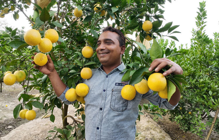 চাঁপাইনবাবগঞ্জের গোমস্তাপুর উপজেলার নয়াদিয়াড়ি গ্রামের বাসিন্দা রুবেল আলী। তিনি নাচোল উপজেলার কসবা ইউনিয়নের ব্যালক্যাপাড়ায় ২৬ বিঘা জমি লিজ নিয়ে গড়ে তুলেছেন মাল্টা বাগান। এখন তার বাগানে সারি সারি মাল্টা গাছ। থোকায় থোকায় ঝুলছে গাঢ় সবুজ ও হলুদ রঙের মাল্টা। গাছগুলো মাটিতে নুইয়ে পড়েছে মাল্টার ভরে। ছবি: সোহান মাহমুদ