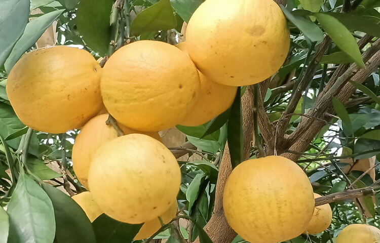 রুবেল আলী বলেন, একদিন ইউটিউবে ভিডিও দেখছিলাম। হঠাৎ একটি মাল্টা বাগানের ভিডিও সামনে আসে। সেদিনই সিদ্ধান্ত নেই মাল্টা বাগান করবো। প্রথমে তিন হাজার গাছ রোপণ করলাম। পরে দেখি ভালো ফলন হচ্ছে। তাই আরও এক হাজার গাছ কিনে আনি। এখন ২৬ বিঘা জমিতে প্রায় চার হাজার মাল্টা গাছ আছে। আশা করছি মাল্টা বিক্রি করে প্রায় ৪০ লাখ টাকা পাবো। ছবি: সোহান মাহমুদ