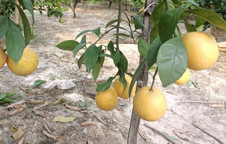 ২০২০ সালে শুরু করেছি। এই বারি-১ জাতের মাল্টা বাগানে এখন পর্যন্ত খরচ হয়েছে প্রায় ৩০ লাখ টাকা। তবে গত বছর মাল্টা বিক্রি করেই সব খরচ উঠে গেছে। এবার বাগানের পরিচর্যায় খরচ করেছি ১২-১৫ লাখ টাকা। এখন ১০০-১২০ টাকা পর্যন্ত কেজি দরে বিক্রি হচ্ছে আমার বাগানের মাল্টা। ছবি: সোহান মাহমুদ