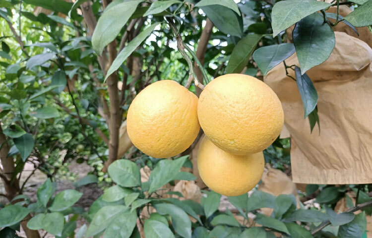 মাল্টা বাগানে প্রায় ২০ জনের কর্মসংস্থান হয়েছে। তার মধ্যে একজন হলেন তরিকুল ইসলাম। তিনি বলেন, রুবেল ভাইয়ের বাগানে আমি প্রতিদিন কাজ করি। এতে আমাকে দিনে ৪০০ টাকা করে দেওয়া হয়। আর এ দিয়েই চলে আমার সংসার। ছবি: সোহান মাহমুদ