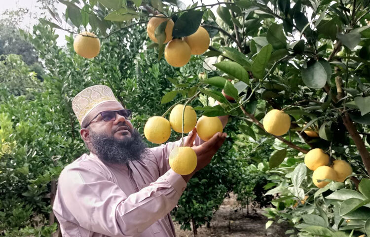 শিবগঞ্জ উপজেলা থেকে মাল্টা বাগান দেখতে এসেছেন উদ্যোক্তা ইসমাইল খান শামীম। তিনি জাগো নিউজকে বলেন, মাল্টা বাগান দেখে মুগ্ধ হলাম। সত্যি যেমন দেখতে অসাধারণ। ফলটি খেতেও খুব সুস্বাদু। আমি মনে করতাম, অন্য দেশের মতো হয়তো আমাদের দেশের মাল্টা মিষ্টি হয় না। কিন্তু এখানে এসে মাল্টা খেয়ে ধারণা পরিবর্তন হয়েছে। ছবি: সোহান মাহমুদ