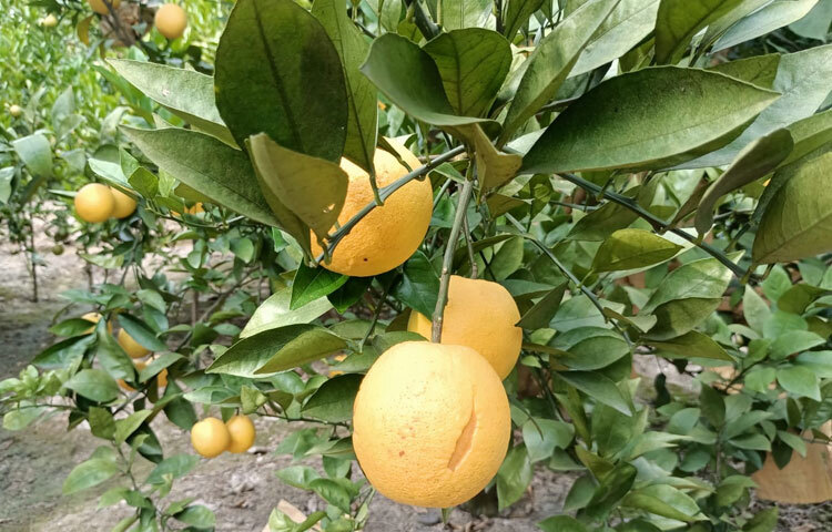 নাচোল উপজেলা কৃষি কর্মকর্তা সালেহ আকরাম বলেন, রুবেল আলীর মাল্টা বাগান পরিদর্শন করেছি। তিনি খুব সুন্দর করে মাল্টা বাগান তৈরি করেছেন। এছাড়া রুবেলের বাগানের মাল্টাও অনেক মিষ্টি। আমরা পরামর্শ দিয়ে রুবেলের পাশে আছি। ছবি: সোহান মাহমুদ