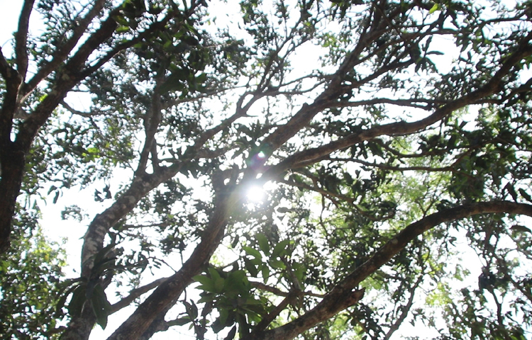 বৈরী আবহাওয়ায় রাতে ঠান্ডা ভাব, দিনে তাপদাহ। এ কারণে ঝরে যাচ্ছে গুটি। ফলে চলতি মৌসুমে মেহেরপুরের আম-লিচুর ফলনে বিপর্যয়ের আশঙ্কা দেখা দিয়েছে। ছবি: আসিফ ইকবাল