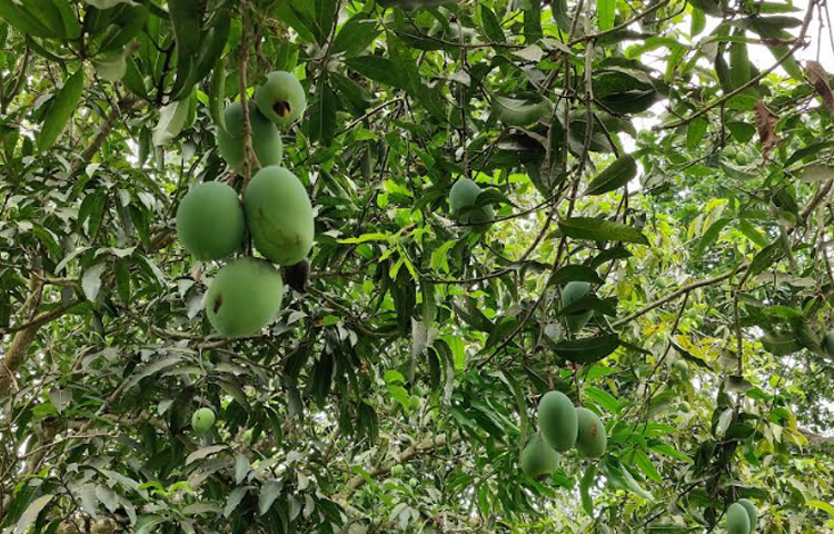 প্রাকৃতিকভাবেই চলতি মৌসুমে আম-লিচুর মুকুল বেরিয়েছে ৬৫ শতাংশ। বাকিটায় নতুন পাতা বের হয়েছে। অন্যদিকে বর্তমানে আম-লিচুর জন্য প্রতিকূল আবহাওয়া যাচ্ছে। এ কারণে এবার আম-লিচুর ফলন কিছুটা কমার সম্ভাবনা আছে। ছবি: আসিফ ইকবাল