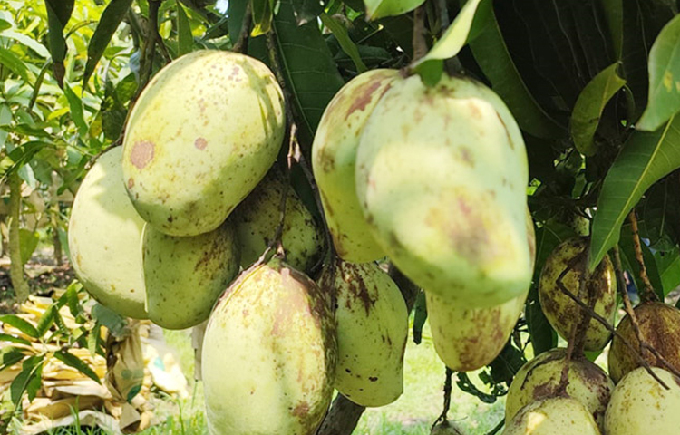 প্রথমে বিভিন্ন নার্সারিতে শ্রমিক হিসেবে কাজ করতেন নূর ইসলাম। পরে নিজের বাড়ির এক খণ্ড জমিতে ফলদ নার্সারি গড়ে তোলেন। ছবি: মো. জামাল হোসেন