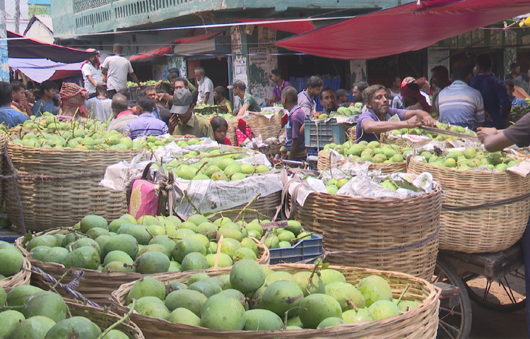 বছরজুড়ে আশার আলো দেখিয়ে এবার চাষিদের চোখে জল এনেছে সাতক্ষীরার আম। ফলন ভালো হলেও ন্যায্য দাম পাচ্ছেন না কৃষকরা। হিমসাগর, ল্যাংড়া ও আম্রপালি জাতের সুস্বাদু আম নিয়ে দেশের বিভিন্ন জেলায় খ্যাতি পাওয়া সাতক্ষীরার চাষিরা এবার লোকসানের মুখে পড়েছেন। ছবি: আহসানুর রহমান রাজিব