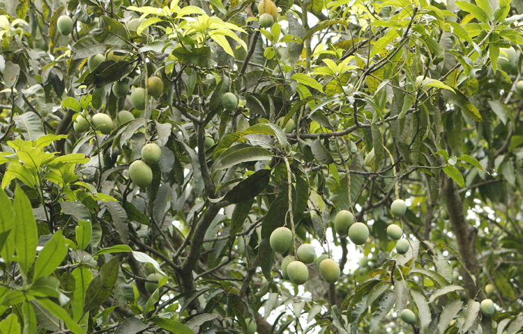 মেহেরপুর জেলা কৃষি সম্প্রসারণ অধিদপ্তরের তথ্যমতে, জেলায় লিচুর বাগান আছে ৮০০ হেক্টর জমিতে। এসব বাগানে আটি লিচু, বোম্বাই, চিলি বোম্বাই, আতা বোম্বাই ও চায়না-থ্রি জাতের লিচু হয়ে থাকে। ছবি: আসিফ ইকবাল