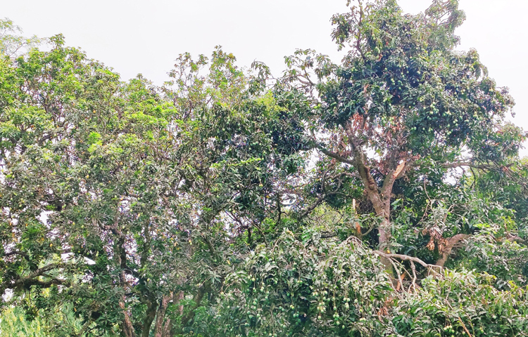 বাগান নিয়ে বিপাকে পড়েছেন বাগান মালিক ও ইজারাদাররা। ছবি: আসিফ ইকবাল
