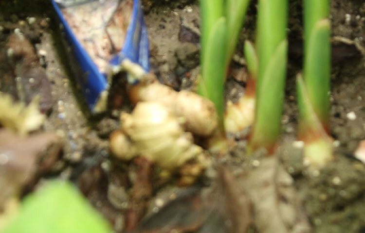 তিনি বলেন, ‘এ ধরনের কৃষিভিত্তিক উদ্যোগ ছড়িয়ে পড়লে আশপাশের এলাকায়ও পতিত জমি চাষের আওতায় এনে টেকসই কৃষি উন্নয়ন সম্ভব হবে। জেলায় এ বছর ২৮ হাজার ৪০০ বস্তায় আদা চাষ হয়েছে।’