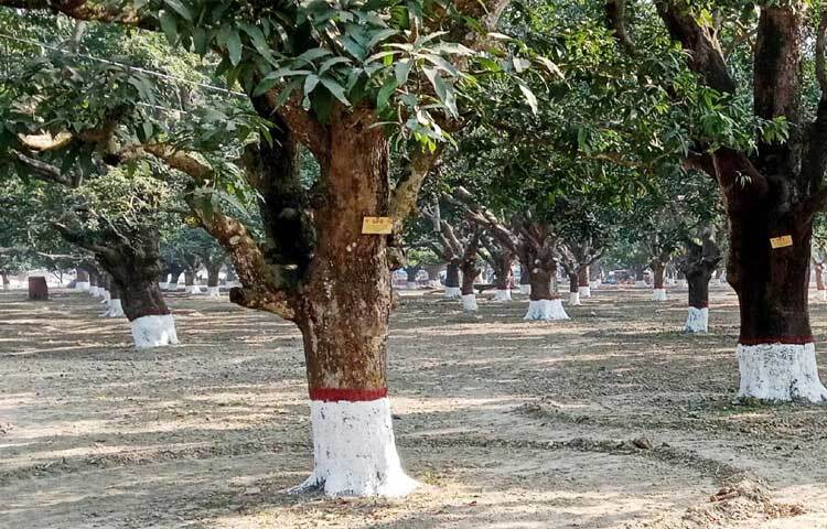 মেহেরপুরের মুজিবনগর আমবাগান যেন প্রাণ ফিরে পেয়েছে। ঐতিহাসিক ও পরিবেশগতভাবে গুরুত্বপূর্ণ বিশাল এ বাগান পরিচর্যার অভাবে ছিল বিলীনের পথে। হর্টিকালচার সেন্টারের পরিচর্যায় গাছ থেকে পরগাছা দমন ও পুষ্টির ব্যবস্থা হয়েছে। ছবি: আসিফ ইকবাল