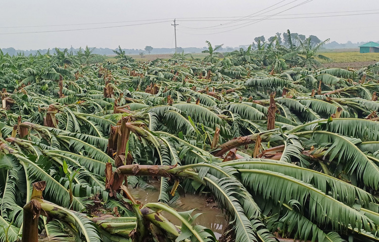 আধা ঘণ্টার কালবৈশাখির তাণ্ডবে তছনছ হয়ে গেছে মেহেরপুরের ফল-ফসল ও ঘরবাড়ি। এতে ব্যাপক ক্ষতির মুখে পড়েছেন কৃষক। ছবি: আসিফ ইকবাল