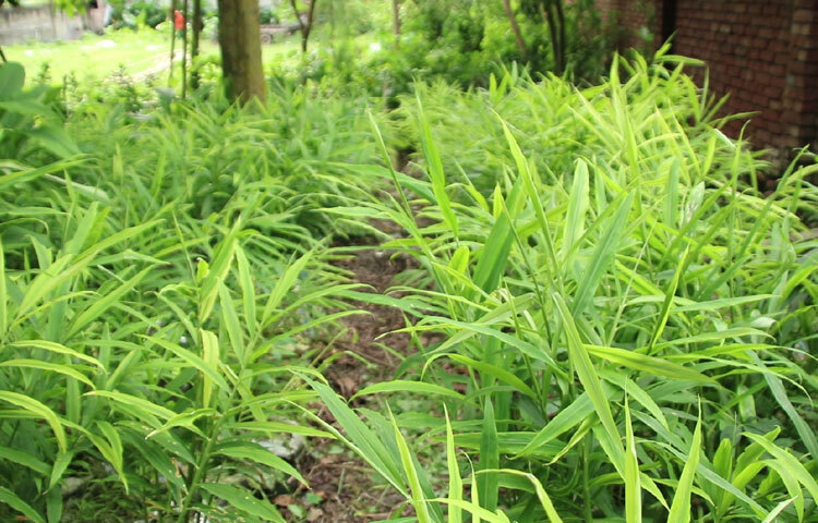 নিজেদের বাড়ির পাশে, উঠানে কিংবা অনাবাদি জমিতে বস্তা ব্যবহার করে আদা চাষ করছেন কৃষকরা। প্রতি বস্তায় ৭-৮ কেজি মাটি ও জৈব সার মিশিয়ে আদা রোপণ করা হচ্ছে। সময়মতো পানি ও ছায়ার ব্যবস্থা করলে খুব সহজেই ভালো ফলন পাওয়া যায়।