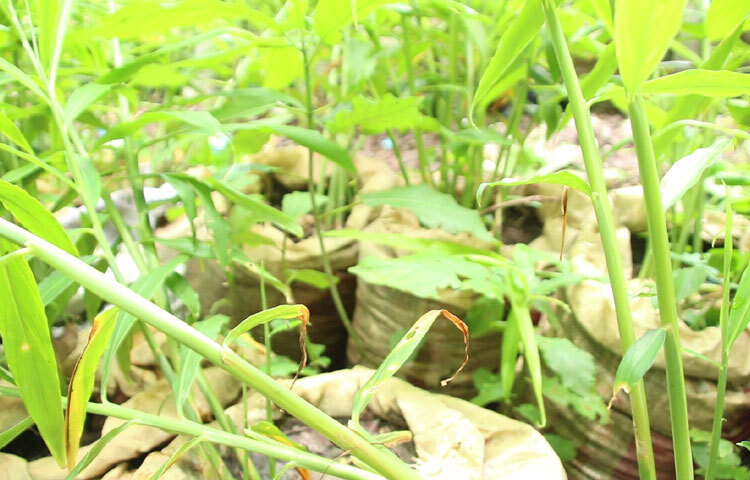 বস্তা পদ্ধতিতে কম জায়গা, কম খরচ এবং সহজে পরিচর্যার মাধ্যমে ভালো ফলন পাওয়া যায়। যা প্রচলিত চাষপদ্ধতির চেয়ে বেশি লাভজনক। ফলে দেশের মসলা উৎপাদন বাড়ছে এবং আমদানি নির্ভরতা কমছে।