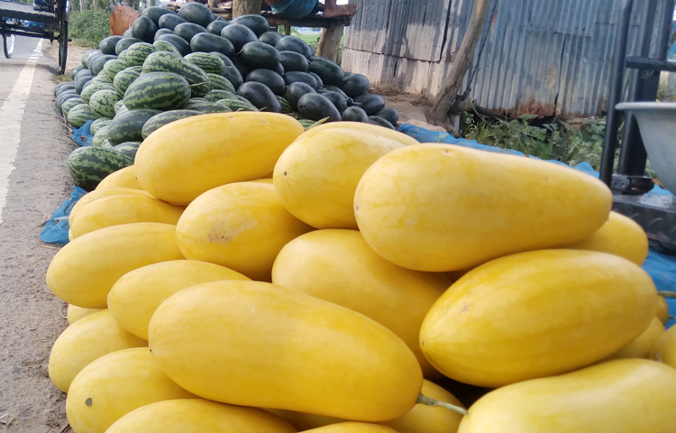 বছরে তিনবার বিভিন্ন রঙের তরমুজ চাষ করে লাভের মুখ দেখছেন তারা। পুষ্টিগুণ সমৃদ্ধ ও রসালো হওয়ায় চাহিদাও বেশি। ফলে দিন দিন বেড়েই চলেছে মালচিং পদ্ধতিতে তরমুজ চাষ। এই তরমুজ চাষ করে বিক্রির জন্য কোনো ঝামেলা পোহাতে হয় না। মাঠ থেকে রাস্তায় তুললেই বিক্রি হয়। প্রতিদিন তরমুজের হাট বসে এই রাস্তায়। ছবি: আল মামুন