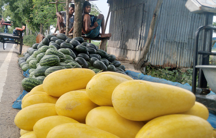 সরেজমিনে জানা গেছে, বাঁশের তৈরি মাচার ওপর ঝুলছে গোল্ডেন ক্রাউন ও ব্ল্যাকবেবি জাতের তরমুজ। বীজতলা বা ক্ষেত থেকে সার ধুয়ে যায়। মালচিং পেপার দিয়ে মোড়ানো থাকায় এখানে সেই আশঙ্কাও নেই। সাধারণ পদ্ধতির চেয়ে এ পদ্ধতিতে গাছগুলো দেড়গুণ তাড়াতাড়ি বেড়ে ওঠে। গাছ থেকে যেন ফলগুলো ছিঁড়ে না পড়ে এজন্য ব্যবহার করা হয়েছে নেট ব্যাগ। ছবি: আল মামুন