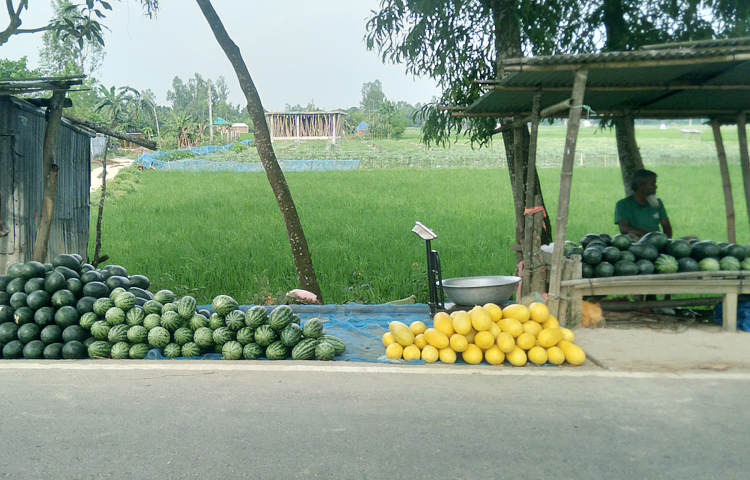 জয়পুরহাটে তরমুজ চাষে আগ্রহ বাড়ছে কৃষকদের। জেলার পাঁচবিবি উপজেলার ভূতগাড়ীসহ কয়েকটি এলাকায় জনপ্রিয় হচ্ছে মালচিং পদ্ধতিতে বারোমাসি তরমুজ চাষ। পরিবেশবান্ধব এ পদ্ধতি ব্যবহার করে বিভিন্ন রঙের তরমুজ চাষ করে সফল হয়েছেন কৃষকেরা। ছবি: আল মামুন