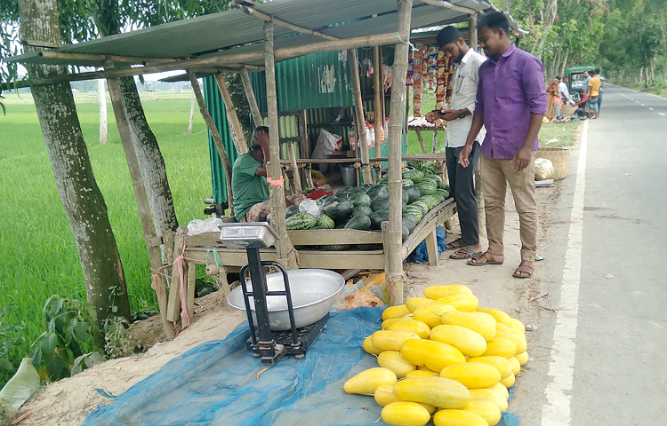 জয়পুরহাটে প্রথম বারোমাসি তরমুজ চাষ শুরু করেছিলেন পাঁচবিবি উপজেলার ভাড়াহুত গ্রামের কৃষক আবু মুসা। ২০১৮ সালে সর্বপ্রথম মাত্র আড়াই শতক জমিতে মাচায় ব্ল্যাকবেবি ও মধুমালা তরমুজ চাষ শুরু করেন। যা এখন বেড়ে দাঁড়িয়েছে সাড়ে ৩০০ বিঘায়। ছবি: আল মামুন