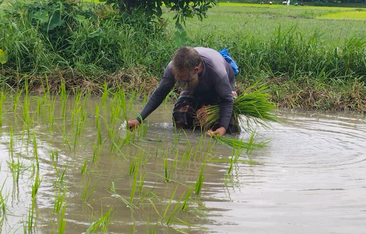 উপজেলার ১৬টি ইউনিয়ন ও দুটি পৌরসভায় প্রায় ১২ হাজার কৃষক আমন চাষ করছেন। শেষ পর্যন্ত আবহাওয়া অনুকূলে থাকলে ভালো ফলনের আশা করছে উপজেলা কৃষি বিভাগ।