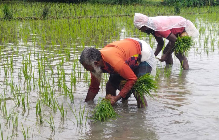 করেরহাট ইউনিয়নের কৃষক মোশারফ হোসেন বলেন, ‌‘এবার ৪ একর জমিতে আমন চাষ করেছি। এতে প্রায় ২৫ হাজার টাকা খরচ হয়েছে। আবহাওয়া ভালো থাকলে বাম্পার ফলনের আশা করছি।’