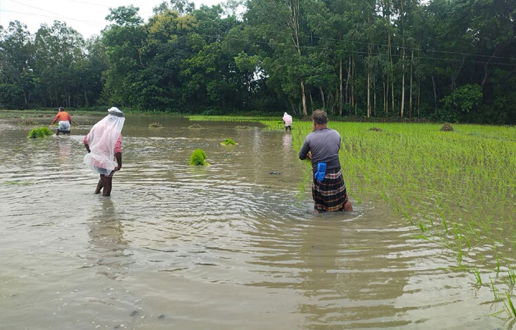 এবার উপজেলাজুড়ে আমন চাষের লক্ষ্যমাত্রা ধরা হয়েছে ১৯ হাজার ৮৫০ হেক্টর। ২৫ আগস্ট পর্যন্ত প্রায় ১১ হাজার ২৯০ হেক্টর জমিতে চাষ হয়েছে। আগামী ১০ দিনের মধ্যে চাষ সম্পন্ন হবে বলে জানায় কৃষি বিভাগ।