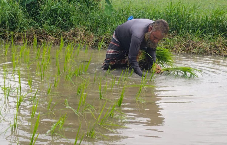 কৃষক ফজলে রাব্বি বলেন, ‘এবার শুরু থেকে বৃষ্টি হয়েছে। সময়মতো চারা লাগানো সম্ভব হয়েছে। প্রায় ২ একর জমিতে আমন চাষ করবো। প্রায় রোপা লাগানো শেষ, আরও সামান্য বাকি আছে। দু’একদিনের মধ্যে তা সম্পন্ন হয়ে যাবে।’
