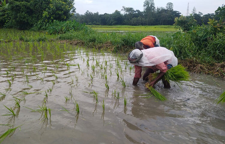 কৃষক আবুল হোসেন বলেন, ‘এবার ৩ একর জমিতে আমন চারা লাগানো হয়েছে। লাগানো গাছের অবস্থা ভালো দেখা যাচ্ছে। আশা করছি ভালো ফলন হবে। তবে এখন আগের চেয়ে অনেক বেশি খরচ হয়ে যায়।’