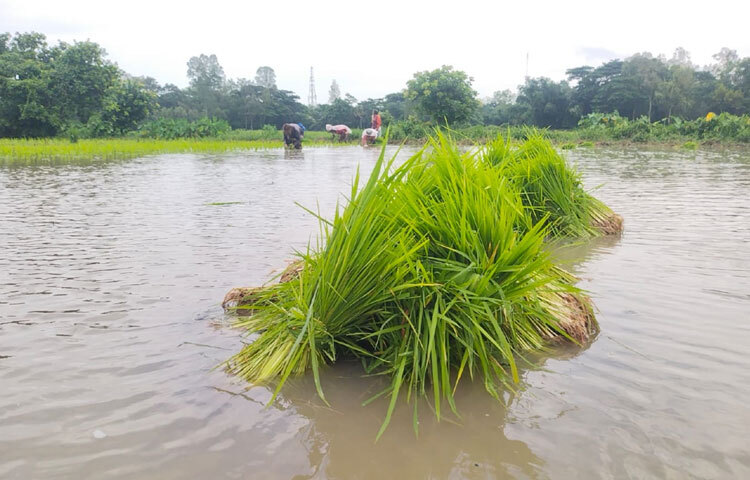 এবার আমন ধান চাষের লক্ষ্যমাত্রা ধরা হয়েছে ৯৫ হাজার ২৮০ মেট্রিক টন। সবচেয়ে বেশি চাষ হয়েছে উপজেলার ইছাখালী, করেরহাট, দুর্গাপুর ও মিঠানালা ইউনিয়নে।