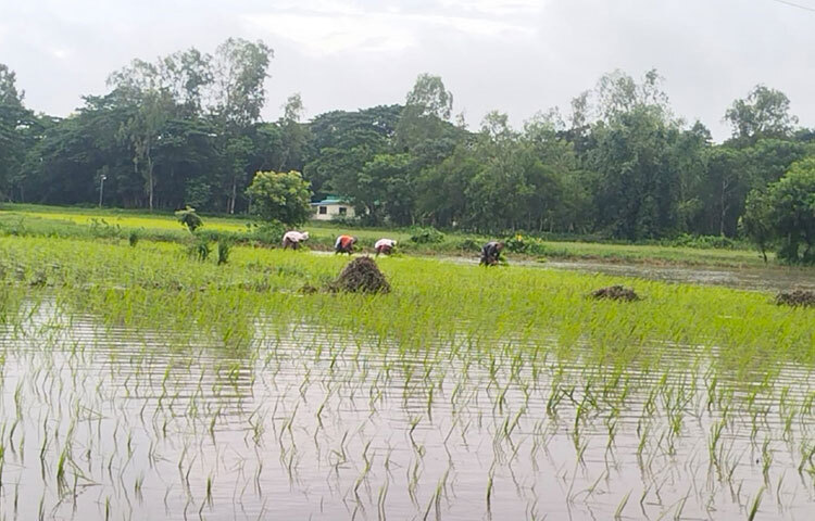 উপজেলা কৃষি কর্মকর্তা প্রতাপ চন্দ্র রায় বলেন, ‘প্রাকৃতিক প্রতিকূলতা কাটাতে আমন উৎপাদন বৃদ্ধির লক্ষ্যে অনেক চাষিকে বিনা মূল্যে বীজ, রাসায়নিক সার ও আগাছা দমন সহায়তা দেওয়া হয়েছে। আবহাওয়া ঠিক থাকলে ভালো ফলনের আশা করা যাচ্ছে।’