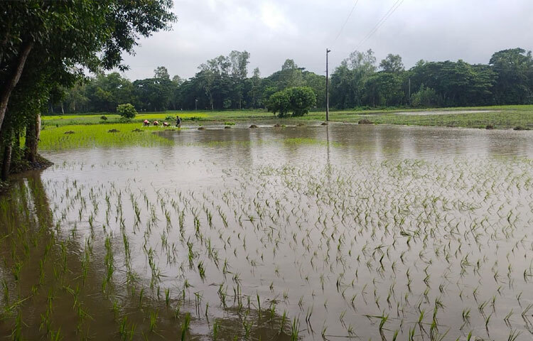 উপজেলা উপ-সহকারী কৃষি কর্মকর্তা কাজী মোহাম্মদ নুরুল আলম বলেন, ‘চলতি মৌসুমে উপজেলায় ১৯ হাজার ৮৫০ হেক্টর জমিতে আমন চাষের লক্ষ্যমাত্রা নির্ধারণ করা হয়েছে। এরই মধ্যে ১১ হাজার ২৯০ হেক্টর জমিতে চাষ শেষ হয়েছে। আশা করছি অবশিষ্ট জমিতে এক সপ্তাহ বা ১০ দিনের মধ্যে শেষ হবে। কিছু জমিতে আউশ ধান কাটার পর রোপা আমন লাগানো হবে।’
